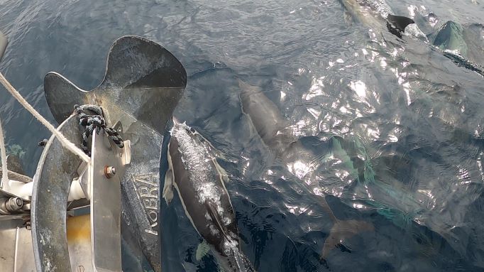 20220601 640 zu den Azoren Delfine vor Horta