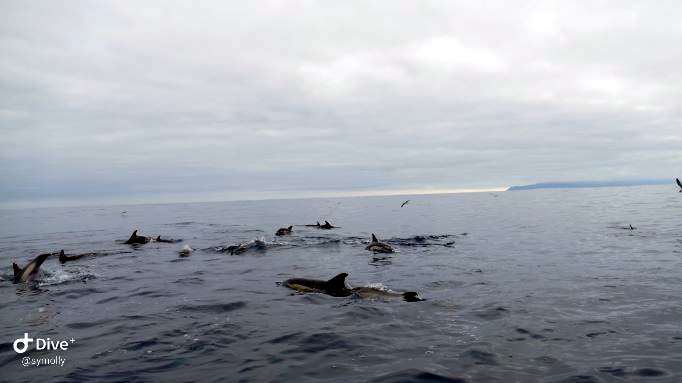20220617 1950 Horta Whalewatching Delfine 2