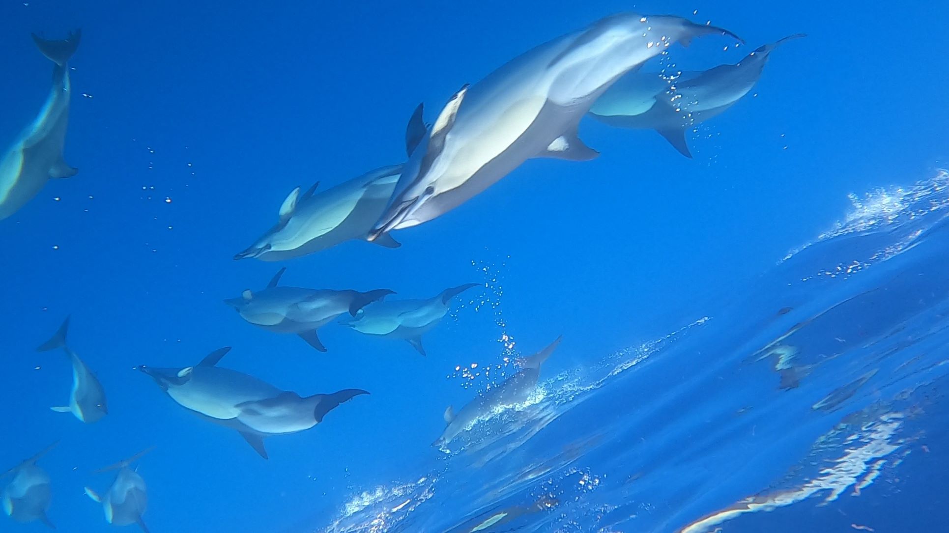 20220617 1951 Horta Whalewatching Delfine unter Wasser