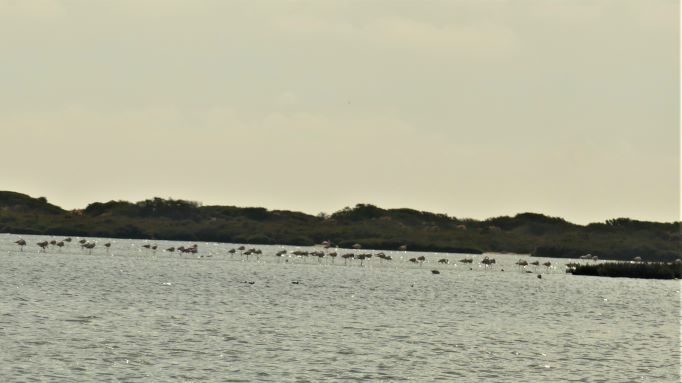 20221105 4570 Almerimar Wanderung zu den Flamingos