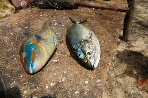 20200312 5920 Bequia Friendshipbay zum Fisch kaufen1