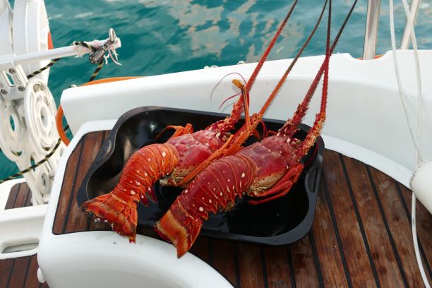 20200313 6130 Canouan Lobster1