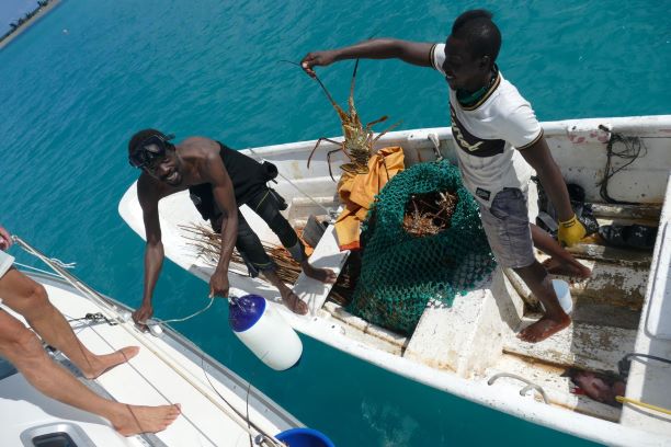 20201226 3120 Barbuda Lobster vom Fischer