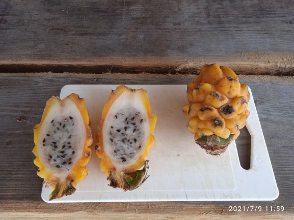 20210710 11800 Curacao vom Markt Dragon Fruit