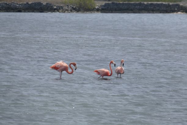 20210710 11830 Curacao Flamingos im Salt Pond