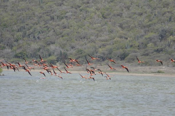 20210714 12040 Curacao nach Play DaaiBooi Flamingos im Salt Pond